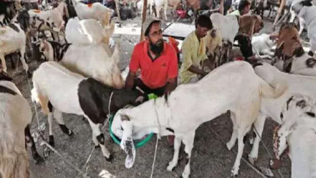 BAKRID2020 फिरोजाबाद: बकरा कारोबारियों पर लॉकडाउन-कोरोना की मार, नहीं मिल रहे खरीदार.